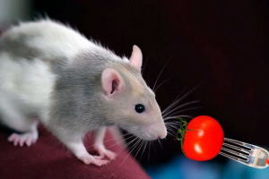 Чи можна годувати декоративну щур з помідорами? Чи можна годувати декоративну щур з помідорами?